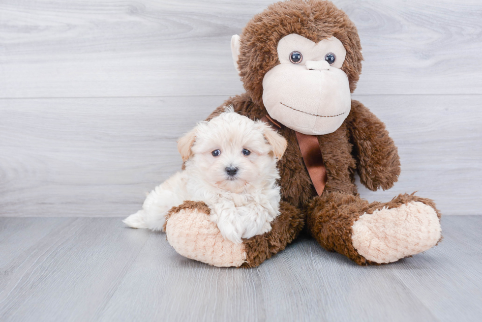 Adorable Maltepoo Poodle Mix Puppy