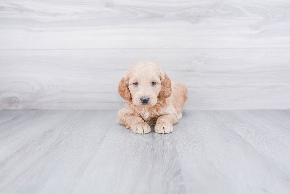 Friendly Mini Goldendoodle Baby