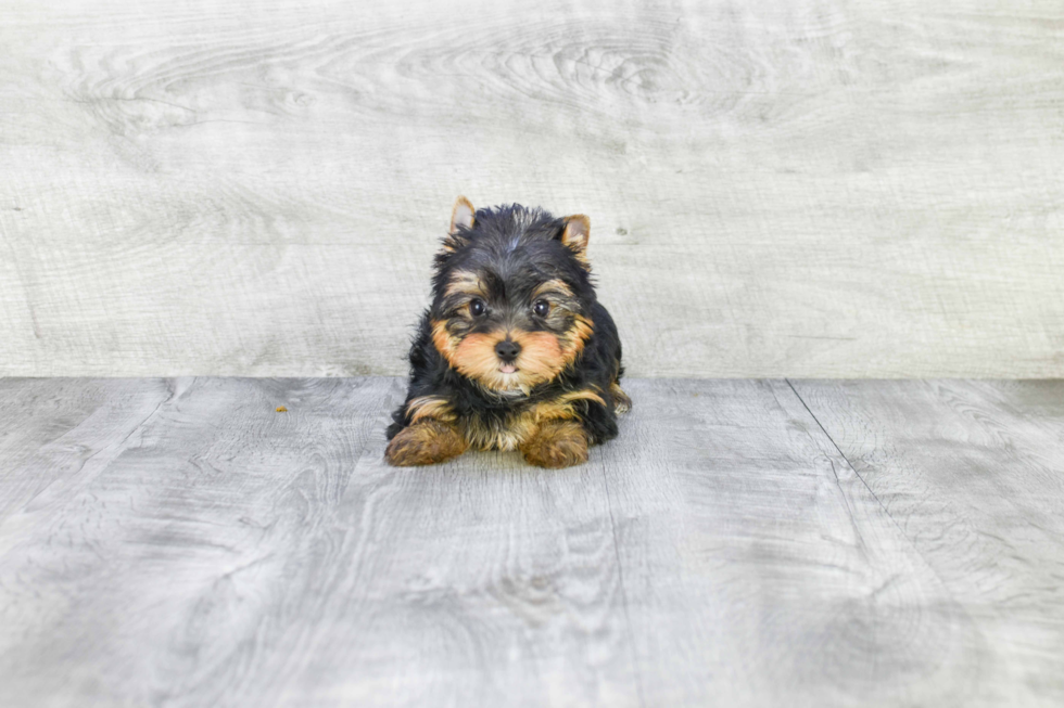 Meet Twinkle - our Yorkshire Terrier Puppy Photo 