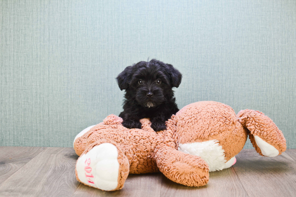 Smart Yorkie Poo Poodle Mix Pup