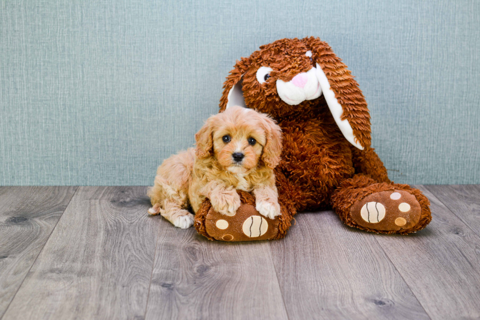 Cute Cavapoo Baby