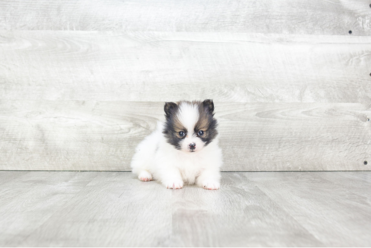 Little Pomeranian Baby