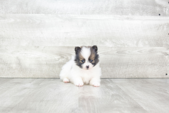 Little Pomeranian Baby