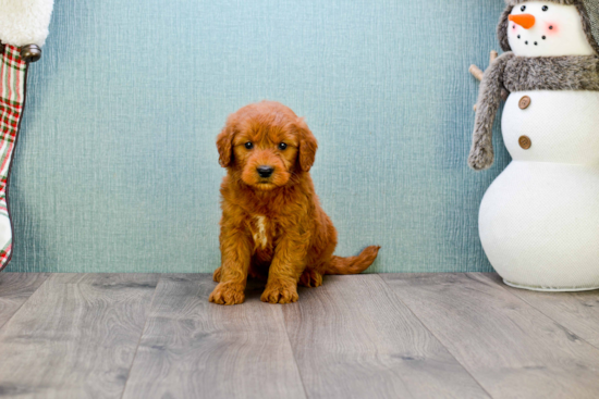 Sweet Mini Goldendoodle Baby