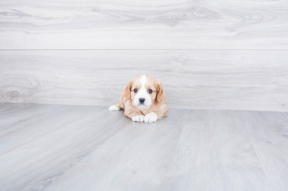 Fluffy Cavapoo Poodle Mix Pup