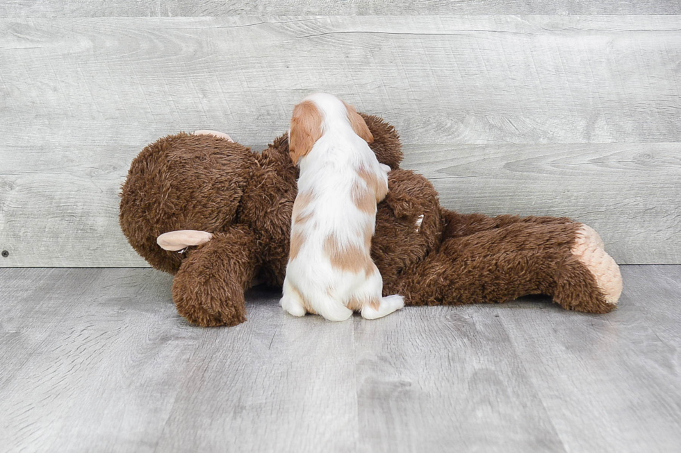 Hypoallergenic Cavalier King Charles Spaniel Purebred Pup