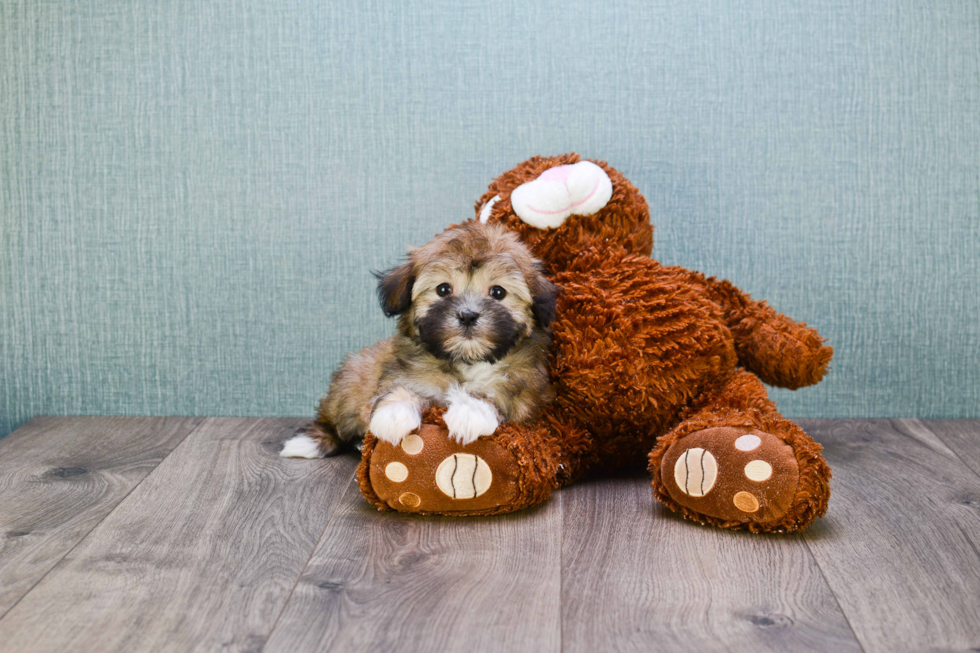 Friendly Havanese Baby