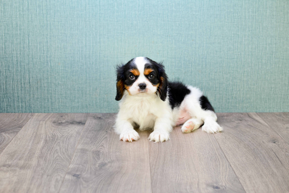 Sweet Cavalier King Charles Spaniel Purebred Puppy