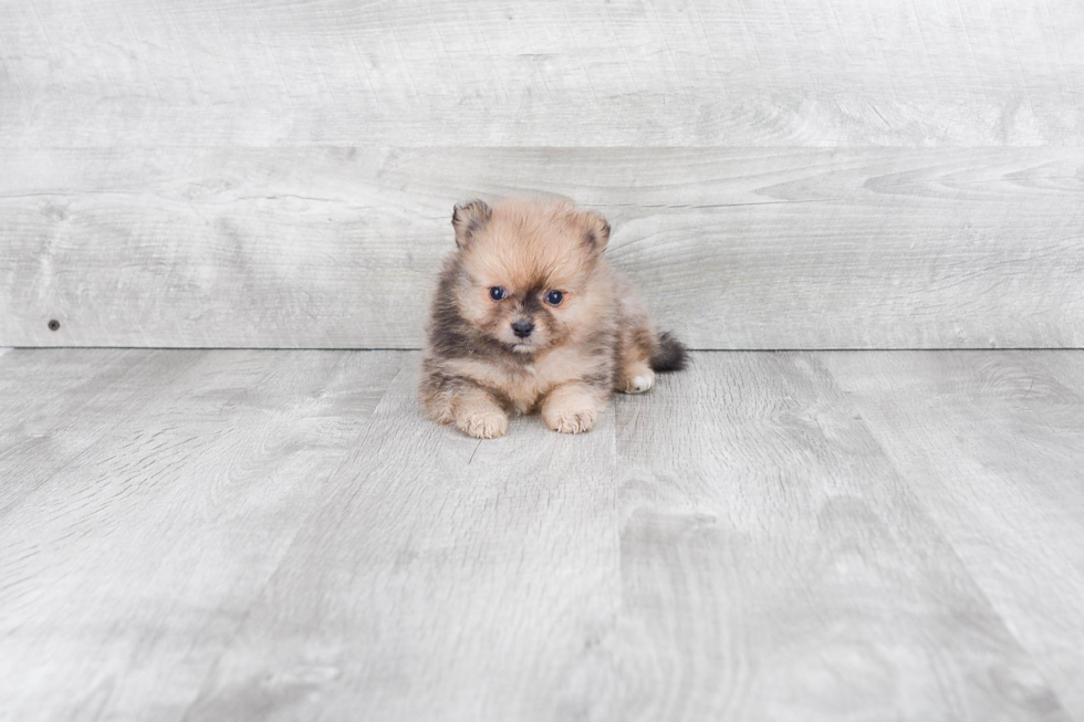 Petite Pomeranian Purebred Puppy