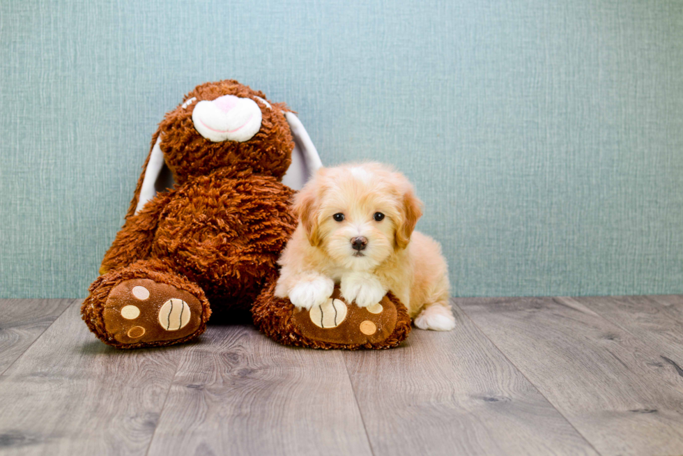 Best Maltipoo Baby