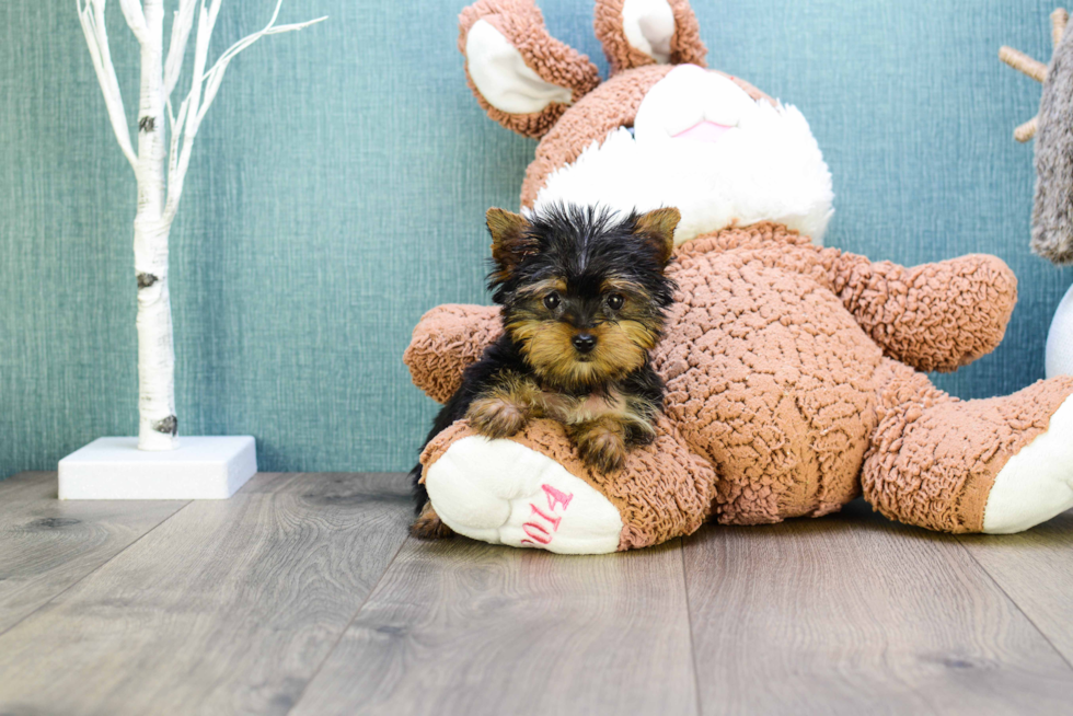 Meet Microteacup-Tinkerbell - our Yorkshire Terrier Puppy Photo 