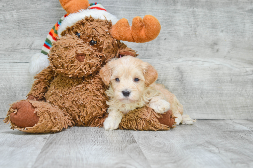 Fluffy Maltipoo Poodle Mix Pup