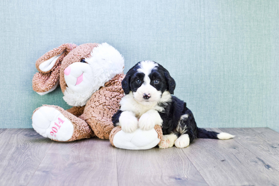 Mini Bernedoodle Pup Being Cute