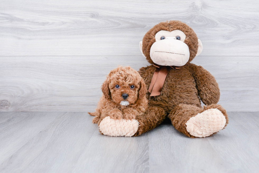 Cavapoo Pup Being Cute