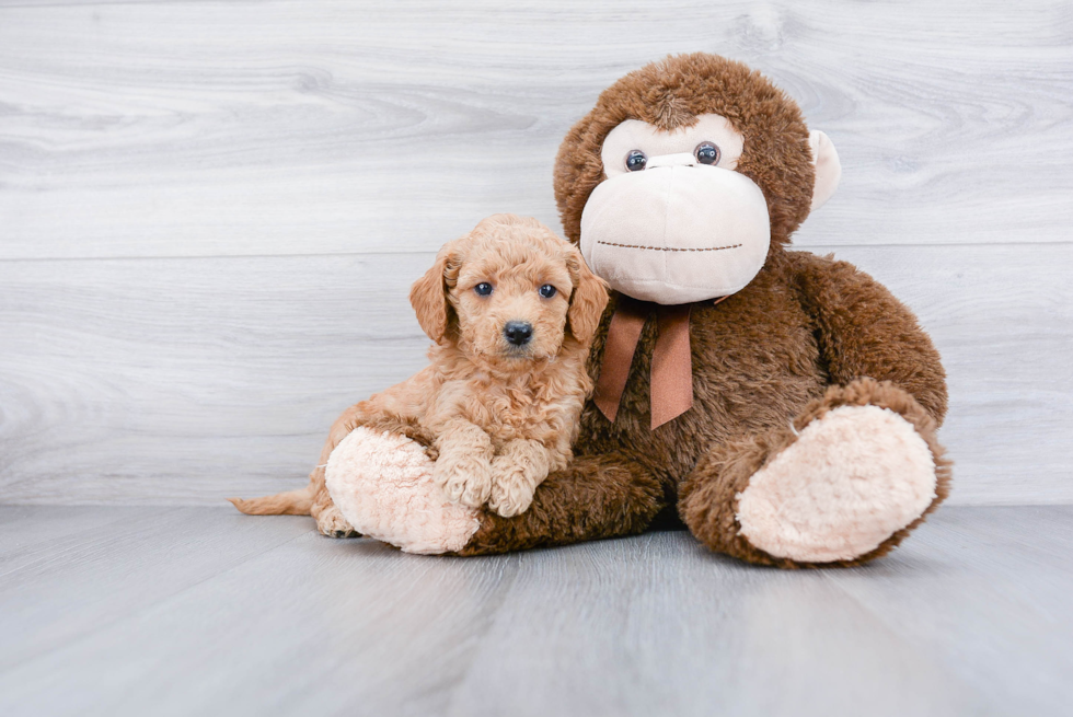 Energetic Golden Retriever Poodle Mix Puppy