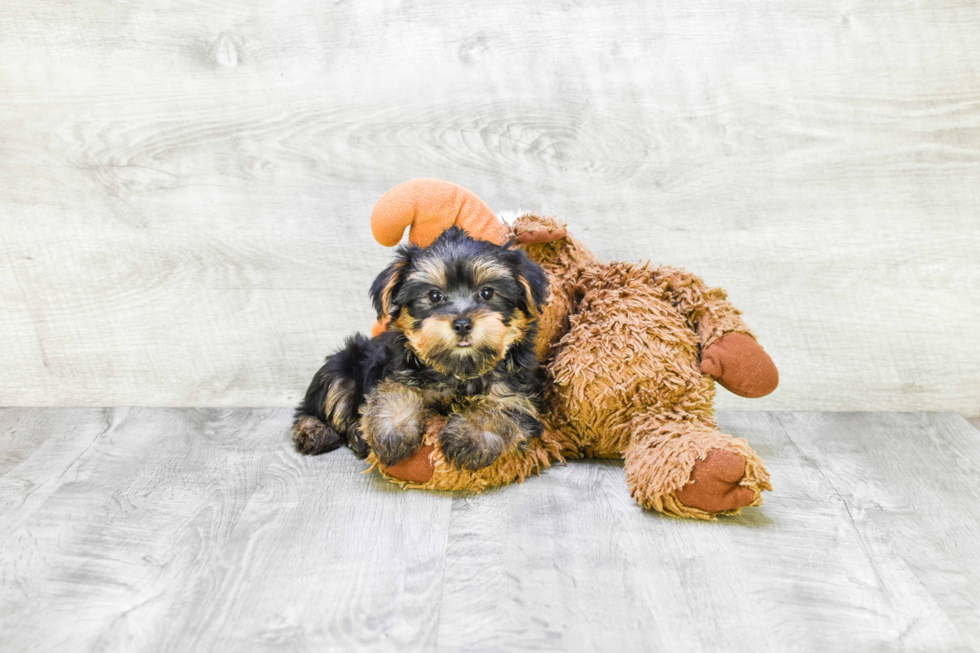 Meet Snickers - our Yorkshire Terrier Puppy Photo 