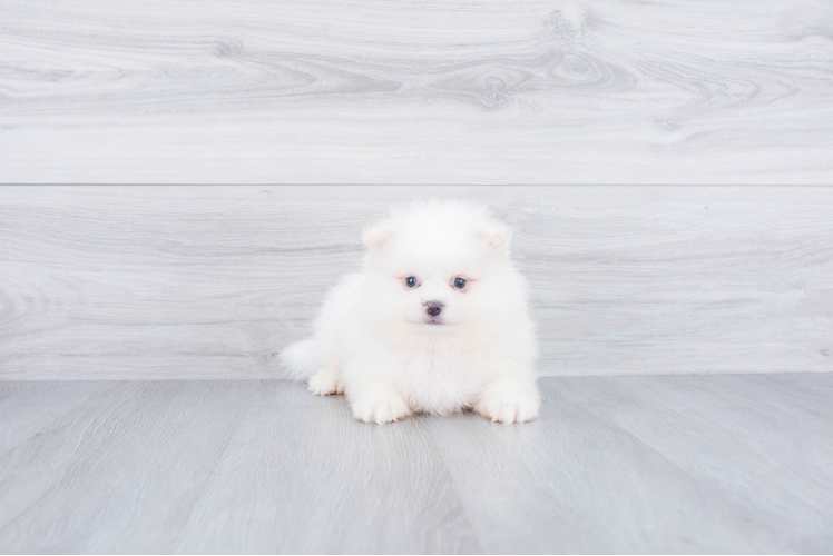 Smart Pomeranian Purebred Puppy