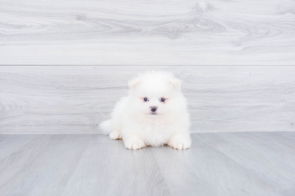 Smart Pomeranian Purebred Puppy