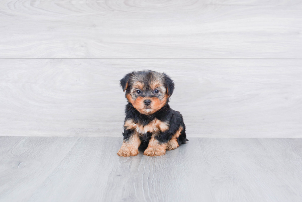 Meet Roscoe - our Yorkshire Terrier Puppy Photo 