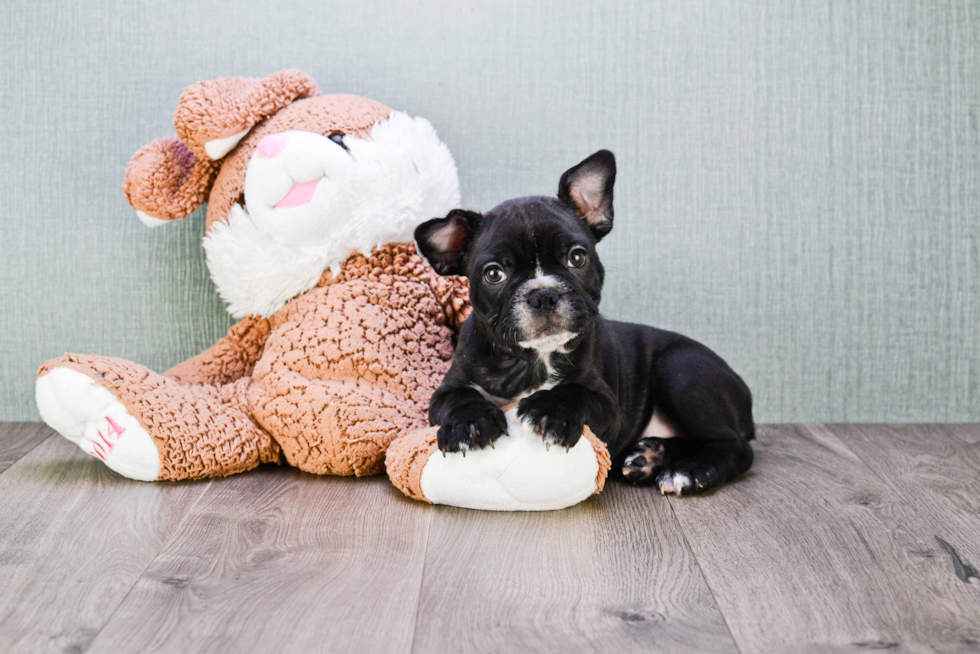 Fluffy Frenchie Purebred Puppy