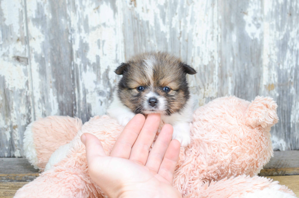 Funny Pomeranian Baby