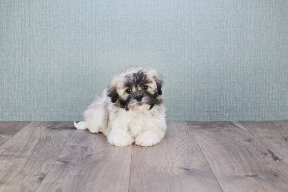 Best Havanese Baby