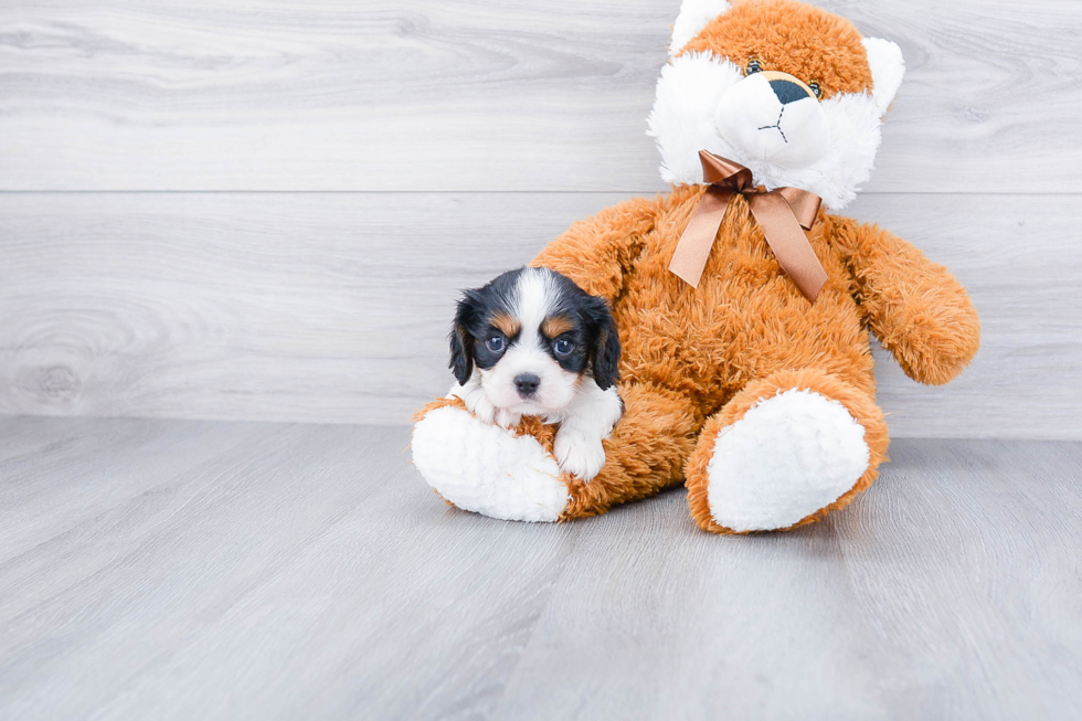 Adorable Cavalier King Charles Spaniel Purebred Puppy