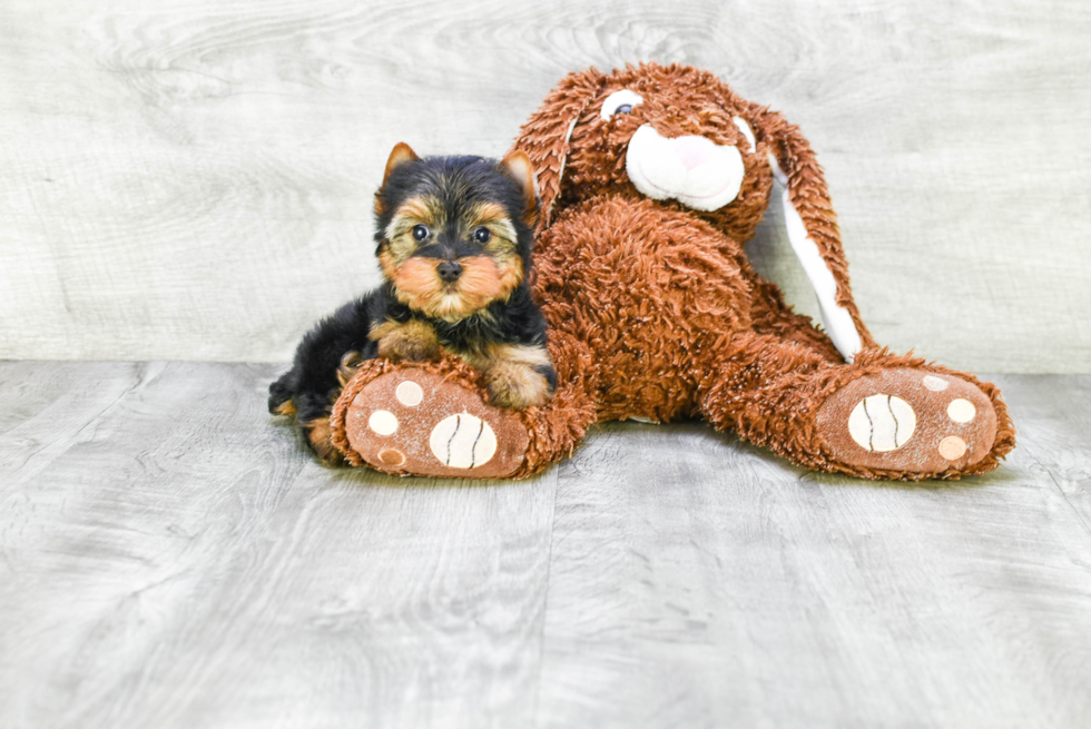 Meet Victoria - our Yorkshire Terrier Puppy Photo 