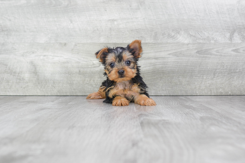 Meet Rhianna - our Yorkshire Terrier Puppy Photo 