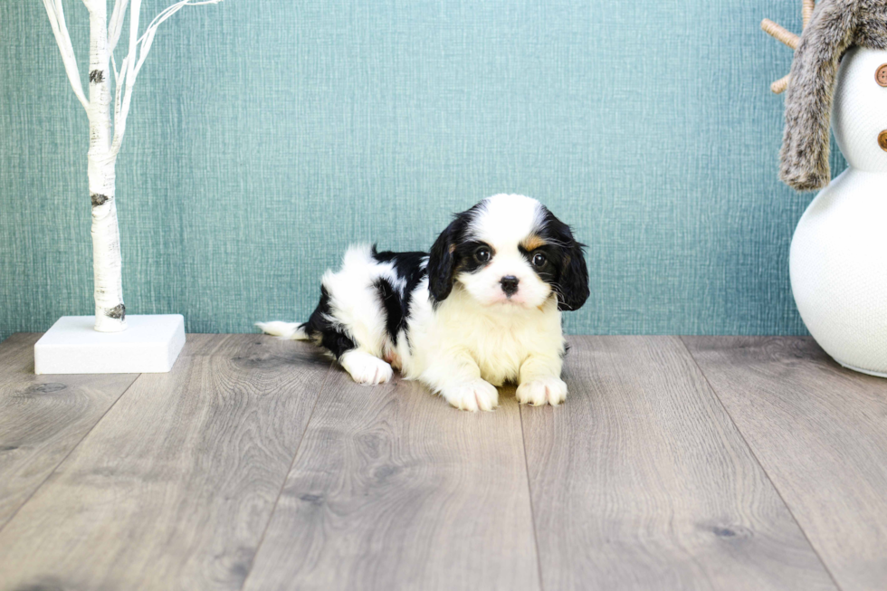 Cavalier King Charles Spaniel Puppy for Adoption