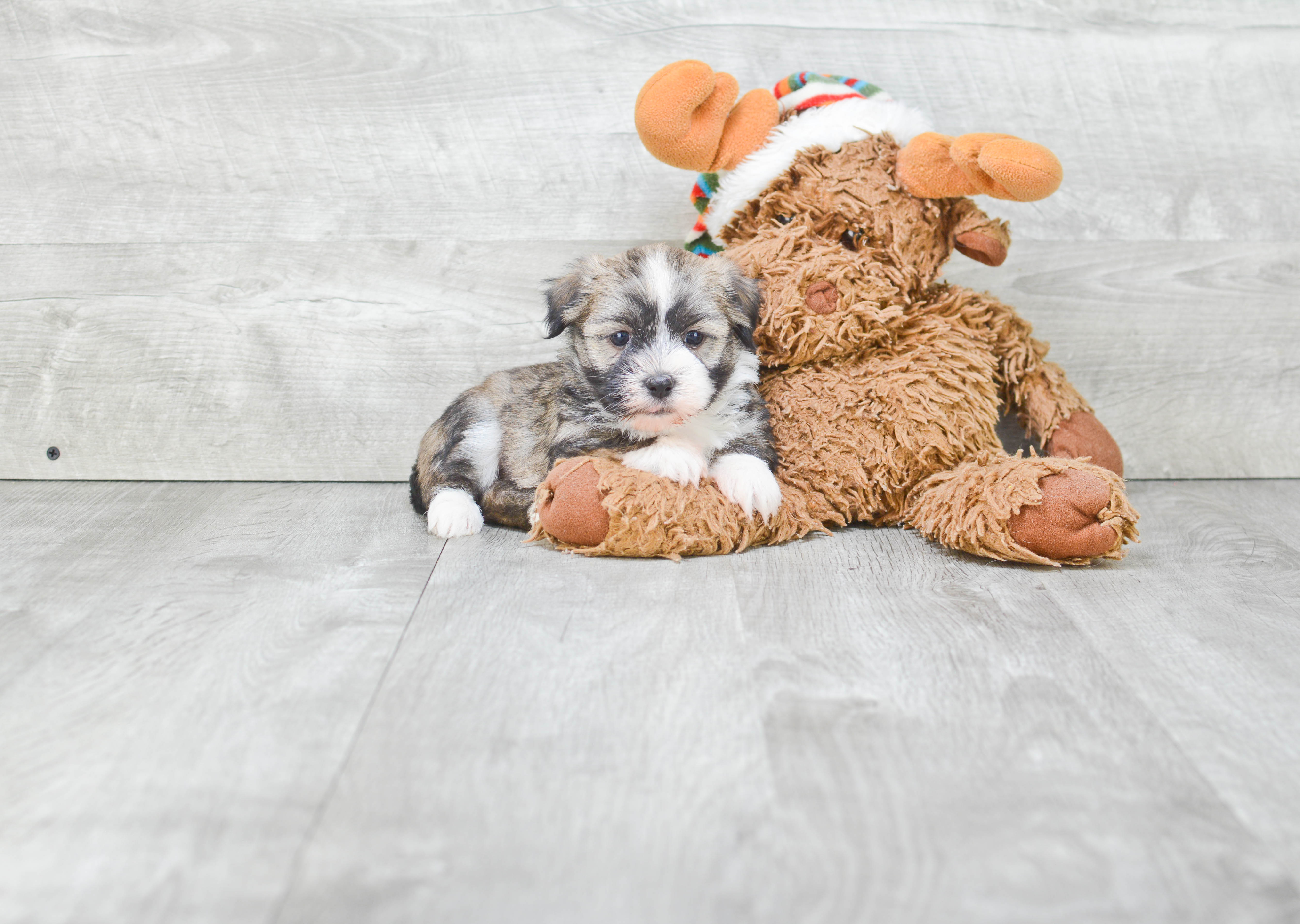 Havanese Puppy for Adoption