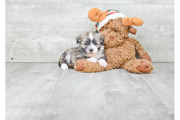 Havanese Puppy for Adoption