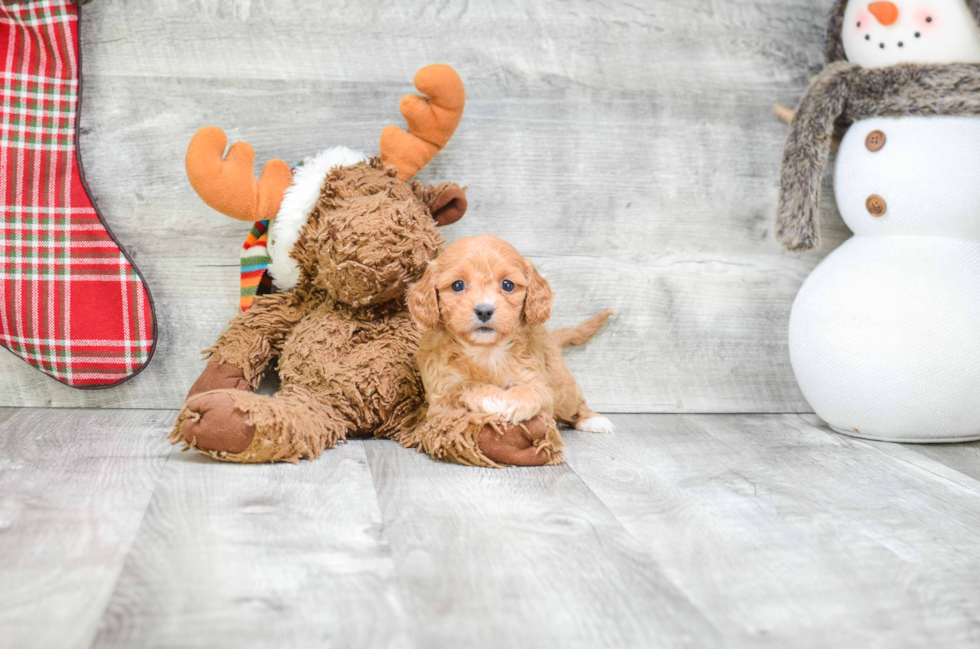 Small Cavapoo Baby