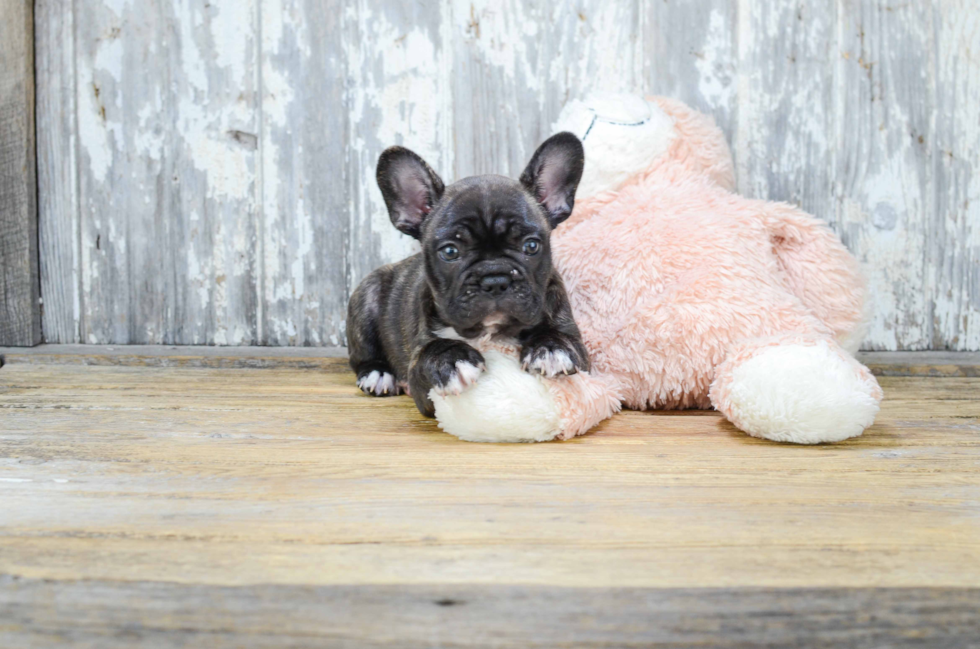 French Bulldog Puppy for Adoption