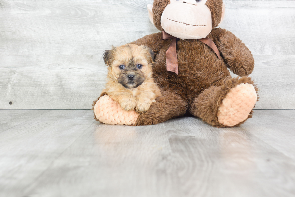 Best Teddy Bear Baby