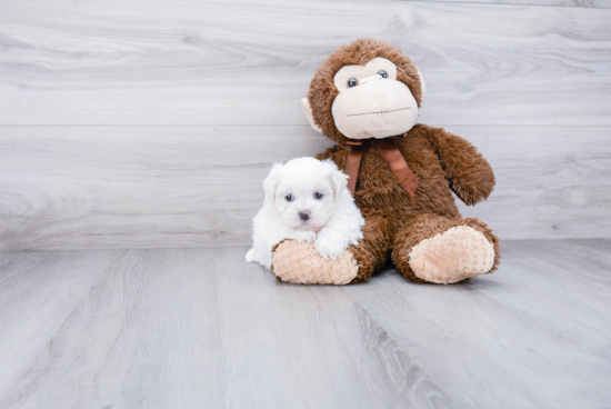 Teddy Bear Pup Being Cute