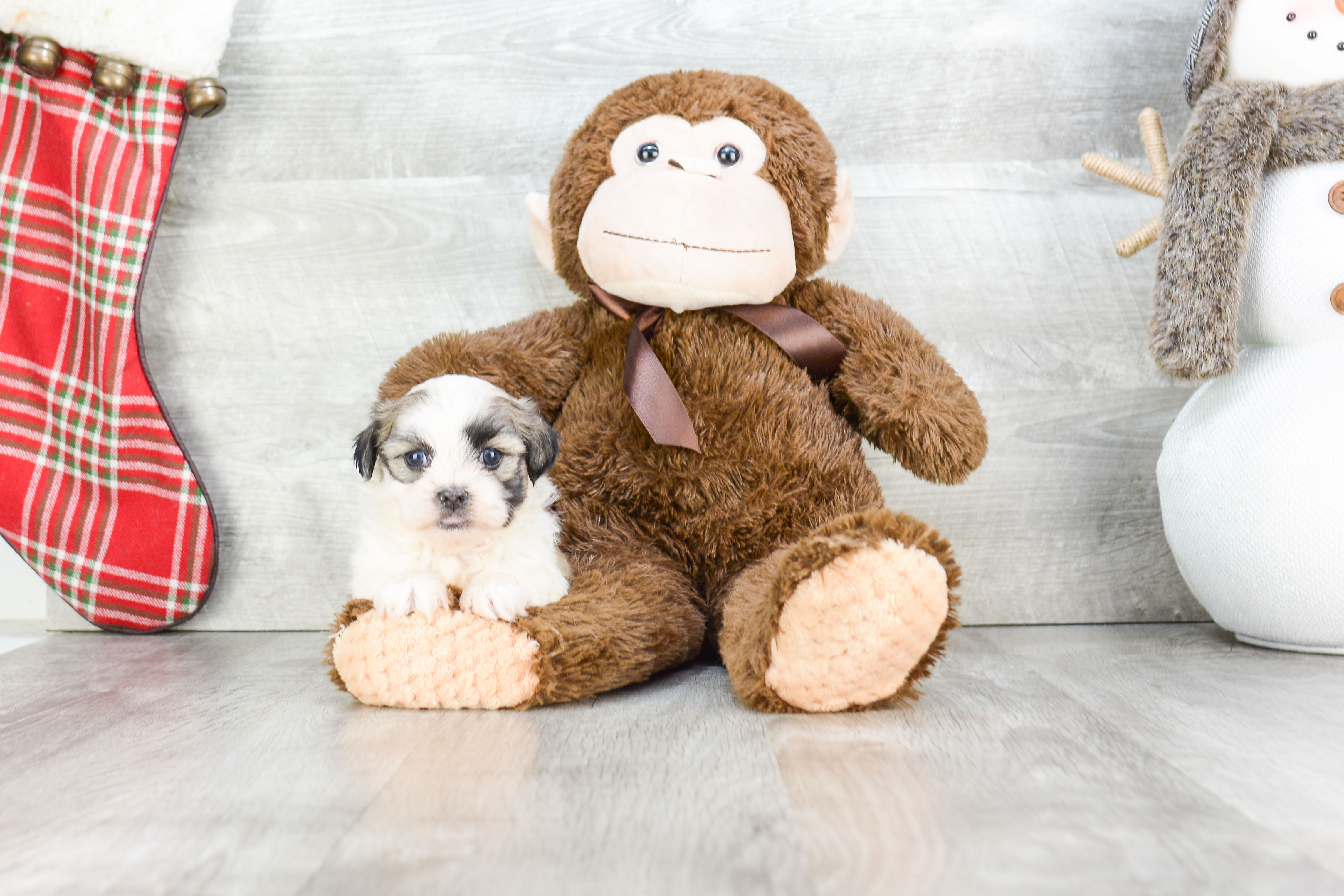 Friendly Teddy Bear Baby