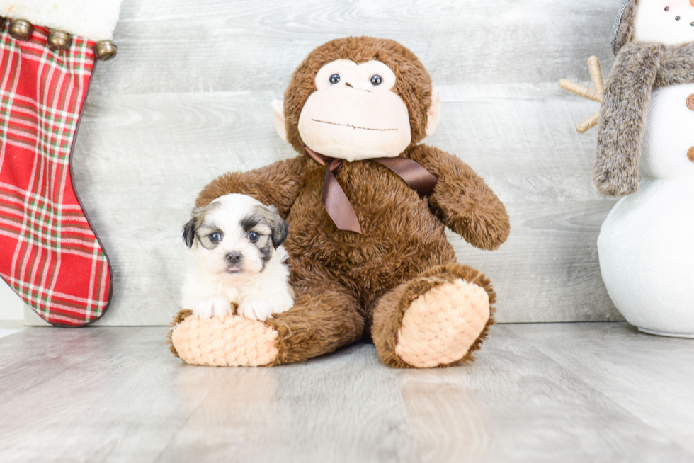 Friendly Teddy Bear Baby