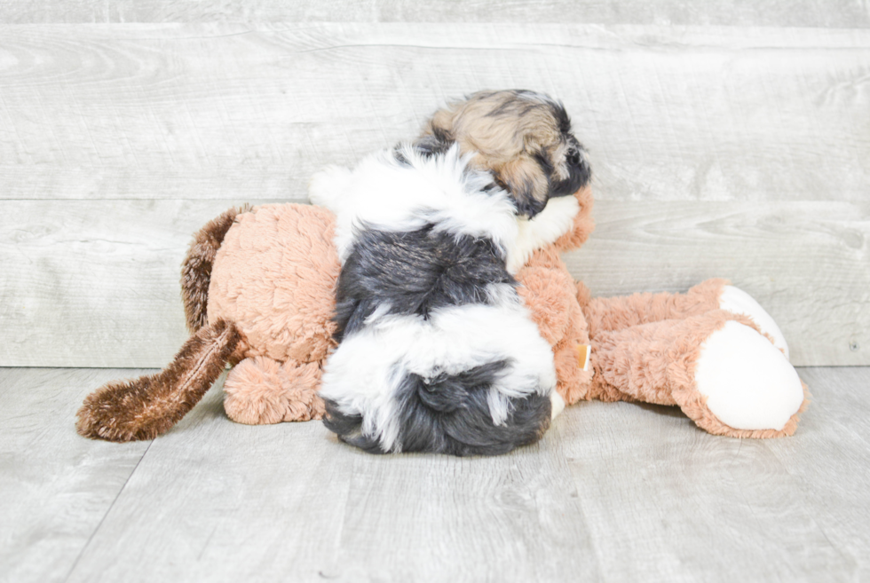 Havanese Pup Being Cute