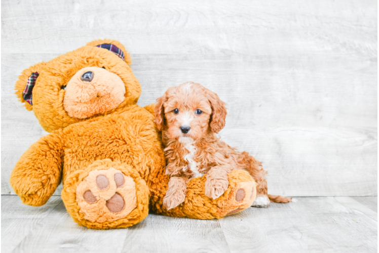 Cavapoo Pup Being Cute