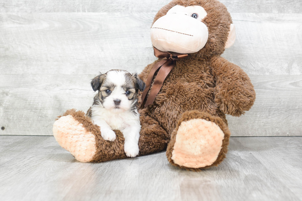 Teddy Bear Pup Being Cute