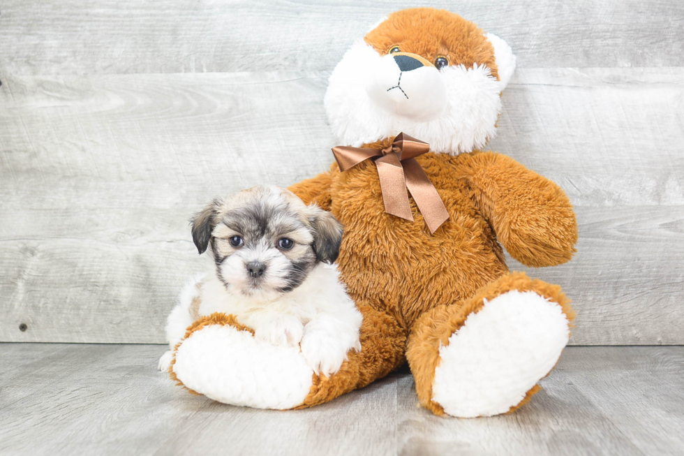 Best Havanese Baby