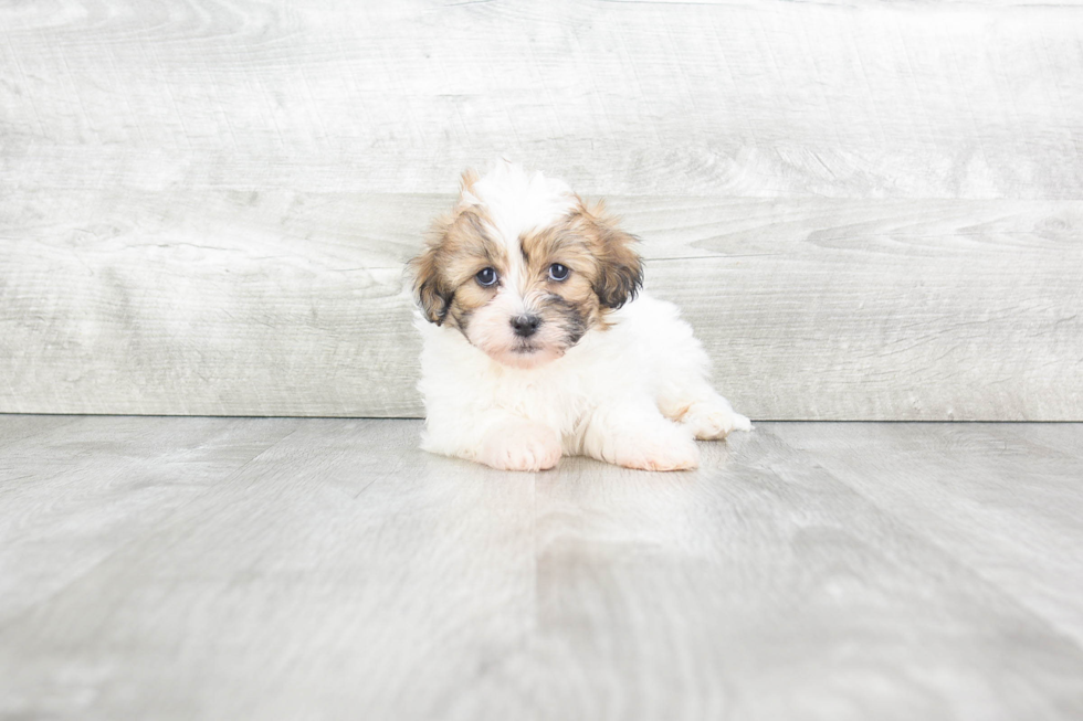 Teddy Bear Pup Being Cute