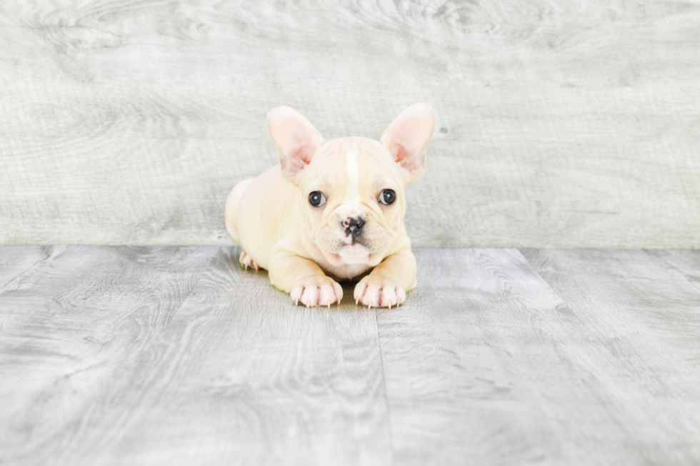 French Bulldog Pup Being Cute