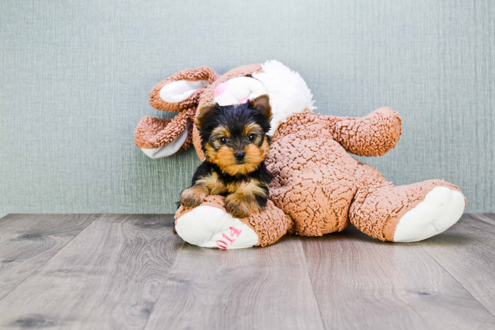 Meet Giselle - our Yorkshire Terrier Puppy Photo 