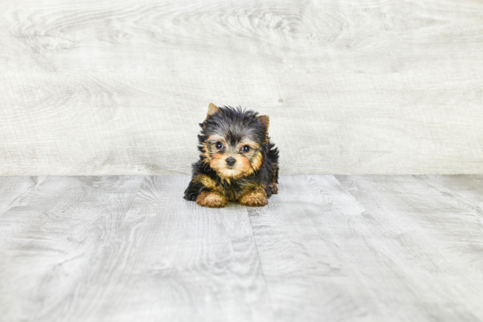 Meet Tinkerbell - our Yorkshire Terrier Puppy Photo 