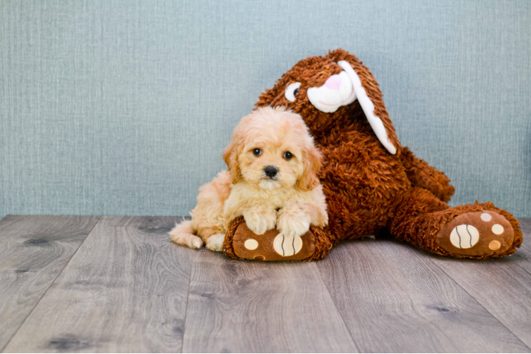 Cavachon Puppy for Adoption