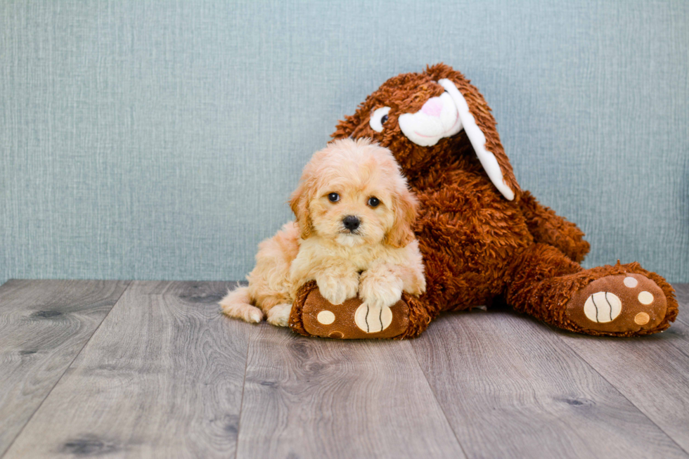 Cavachon Puppy for Adoption