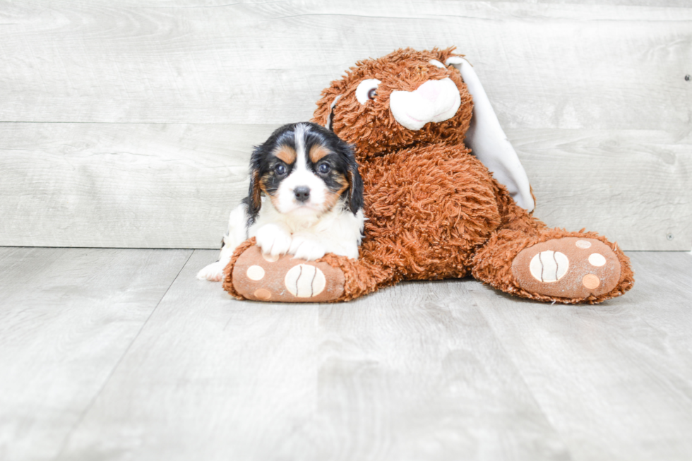 Cavalier King Charles Spaniel Puppy for Adoption