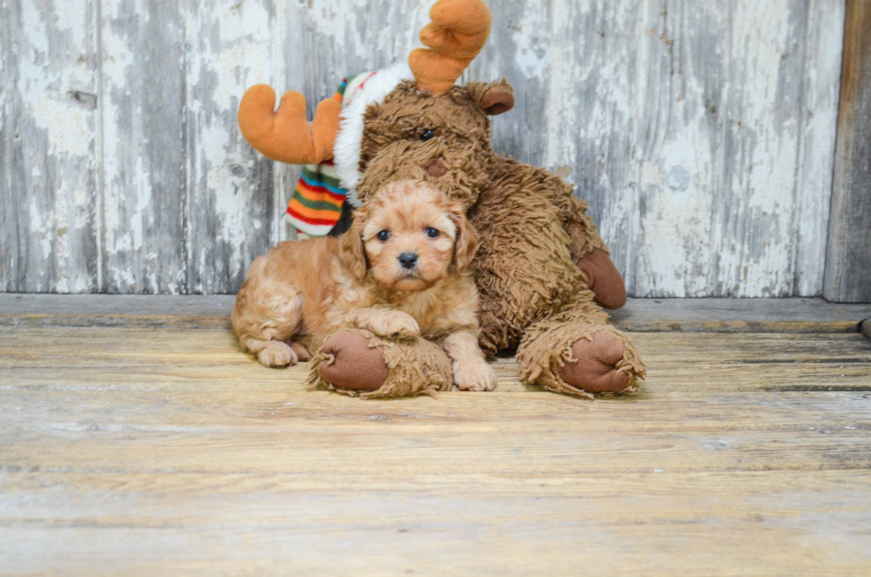 Fluffy Cavachon Designer Pup